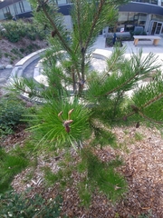 Pinus monticola