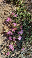 Lampranthus