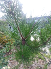 Pinus monticola