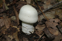 Agaricus crocodilinus