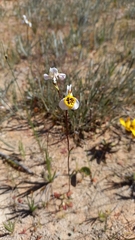 Disa flexuosa