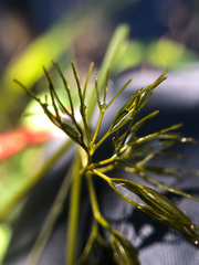 Ranunculus trichophyllus