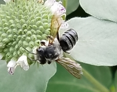 Megachile