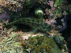 Hypsoblennius gentilis