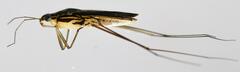Limnogonus cereiventris