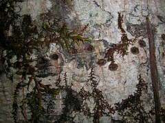 Sphyrapicus ruber