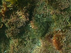 Hypsoblennius gentilis