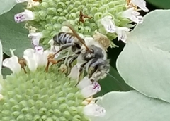 Megachile