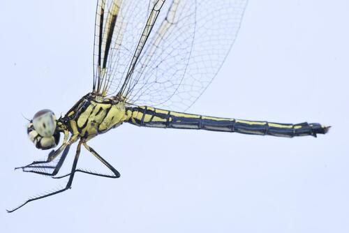 Pied-spot