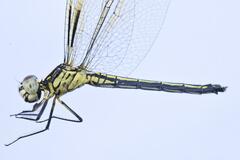 Hemistigma albipunctum