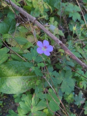 Geranium caespitosum