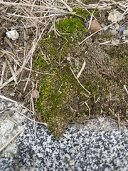 Bryum argenteum