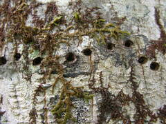 Sphyrapicus ruber