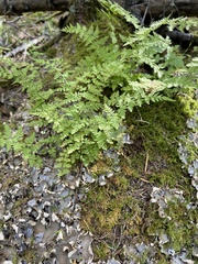 Myriopteris fendleri