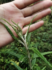 Senecio cinerarioides