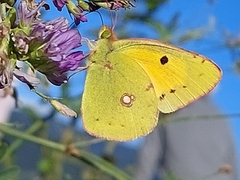 Colias croceus