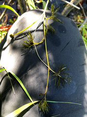 Ranunculus trichophyllus