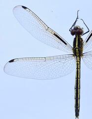 Hemistigma albipunctum