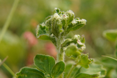 Aceria labiatiflorae