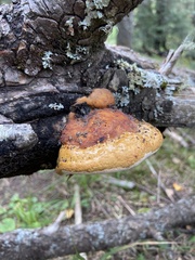 Fomitopsis schrenkii