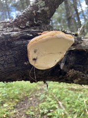 Fomitopsis schrenkii