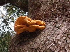 Laetiporus