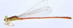 Ceriagrion glabrum