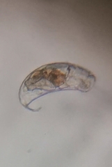 Rotifera