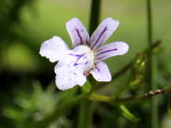 Nemesia diffusa
