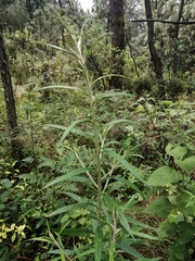 Senecio cinerarioides