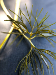 Ranunculus trichophyllus