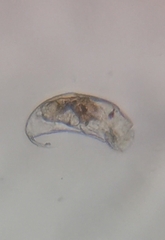 Rotifera