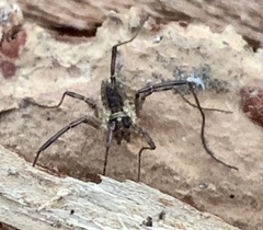 Oligolophinae