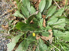 Hieracium lachenalii