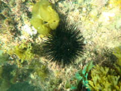 Echinoidea