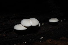 Ossicaulis lignatilis