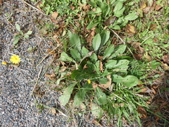 Hieracium lachenalii