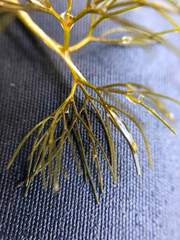 Ranunculus trichophyllus