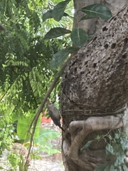 Melanerpes