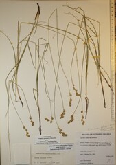 Carex echinodes