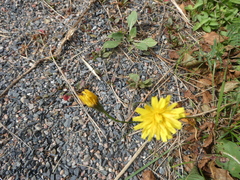 Hieracium lachenalii