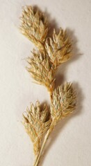 Carex echinodes