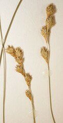 Carex echinodes