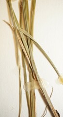 Carex echinodes