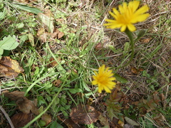 Hieracium lachenalii