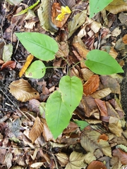 Pulmonaria officinalis