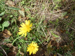 Hieracium lachenalii