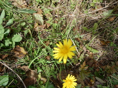 Hieracium lachenalii