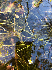 Ranunculus trichophyllus
