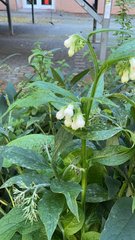 Symphytum tuberosum